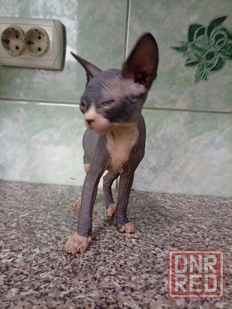 Продажа котят канадские сфинксы Макеевка - изображение 3