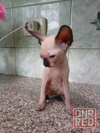 Продажа котят канадские сфинксы Макеевка - изображение 1