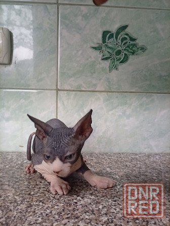 Продажа котят канадские сфинксы Макеевка - изображение 4