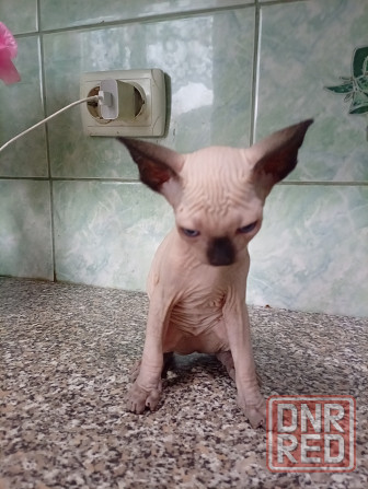 Продажа котят канадские сфинксы Макеевка - изображение 5