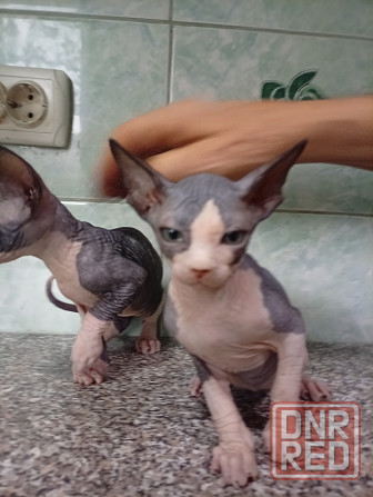 Продажа котят канадские сфинксы Макеевка - изображение 2