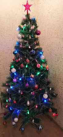 Сосна с белыми кончиками Донецк