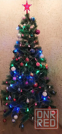 Сосна с белыми кончиками Донецк - изображение 1