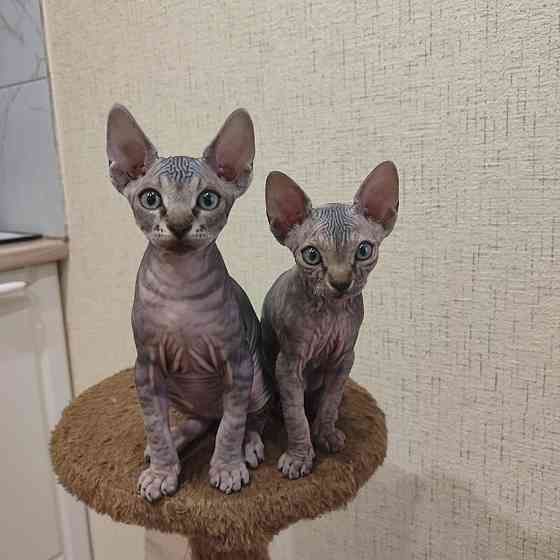 Сфинкс Макеевка