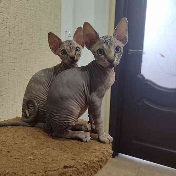 Сфинкс Макеевка