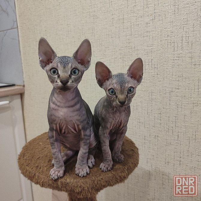 Сфинкс Макеевка - изображение 2