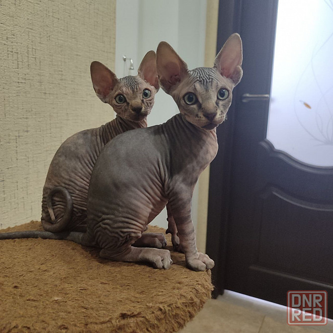 Сфинкс Макеевка - изображение 1