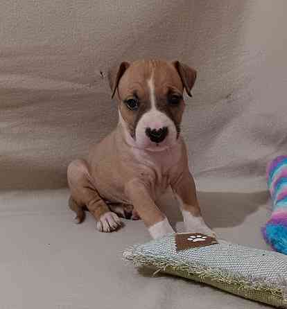 Стафордширский терьер Донецк