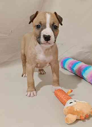 Стафордширский терьер Донецк