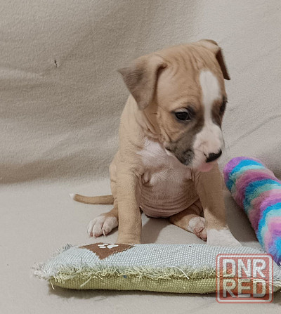 Стафордширский терьер Донецк - изображение 3