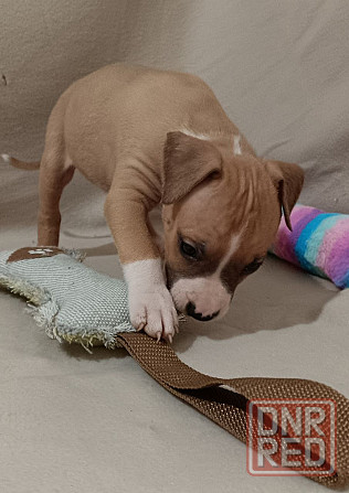 Стафордширский терьер Донецк - изображение 7