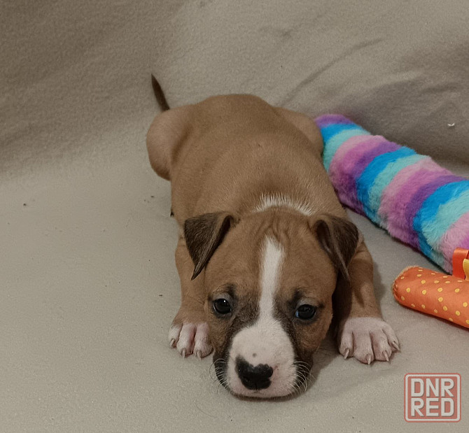 Стафордширский терьер Донецк - изображение 4