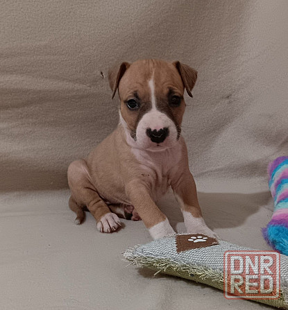 Стафордширский терьер Донецк - изображение 2