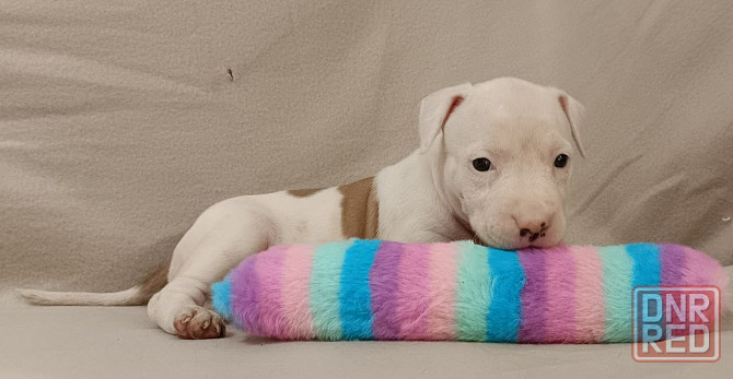 Стафордширский терьер Донецк - изображение 6