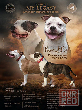 Стафордширский терьер Донецк - изображение 1