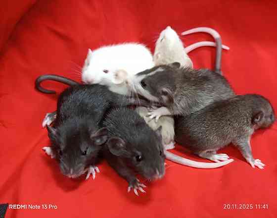 Крыса Дамбо. Ручные Малыши Харцызск