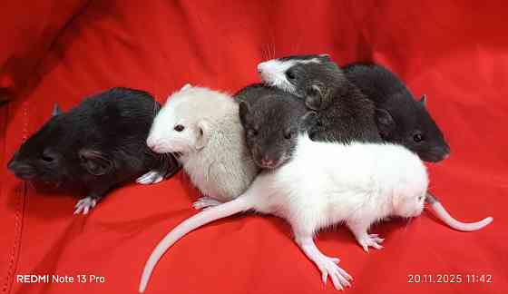 Крыса Дамбо. Ручные Малыши Харцызск