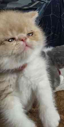 Экзот котята Донецк