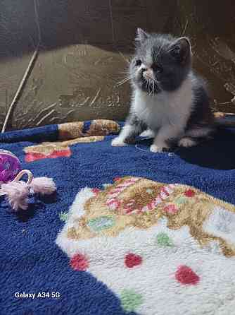 Экзот котята Донецк