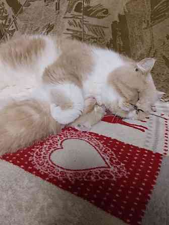 Экзот котята Донецк