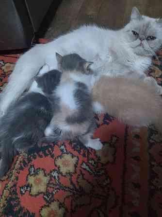 Экзот котята Донецк