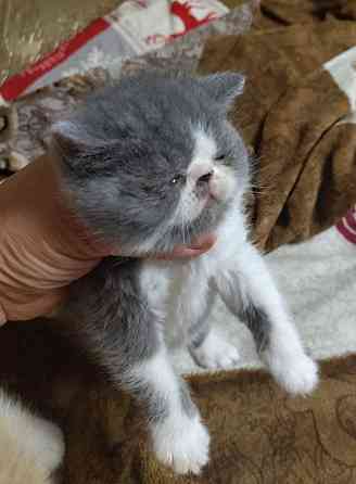 Экзот котята Донецк