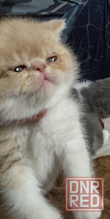 Экзот котята Донецк - изображение 5