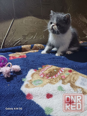 Экзот котята Донецк - изображение 2