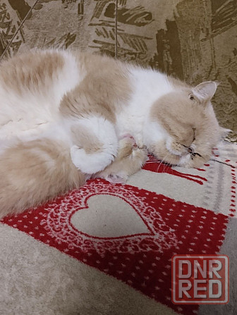 Экзот котята Донецк - изображение 4