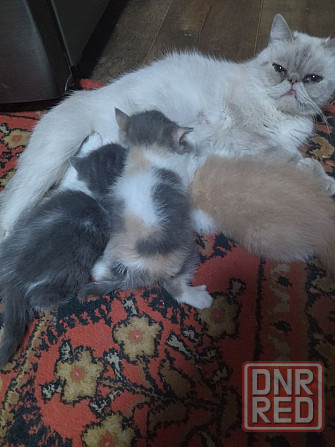 Экзот котята Донецк - изображение 3