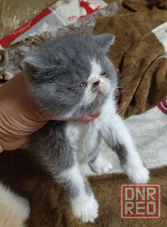 Экзот котята Донецк - изображение 1