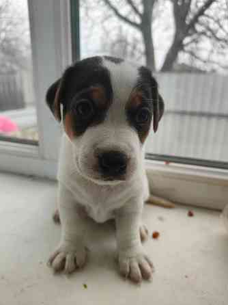 Джек Рассел Донецк