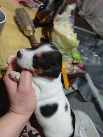 Джек Рассел Донецк