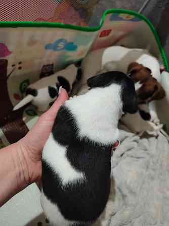 Джек Рассел Донецк