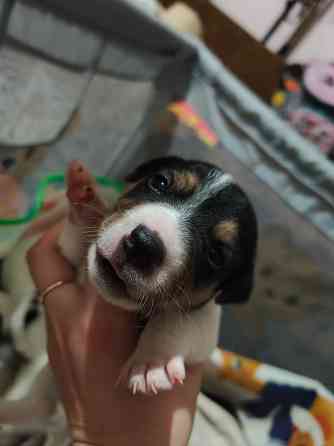 Джек Рассел Донецк