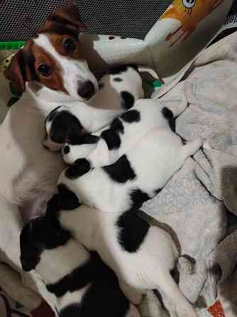 Джек Рассел Донецк