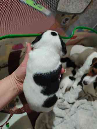 Джек Рассел Донецк