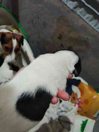 Джек Рассел Донецк