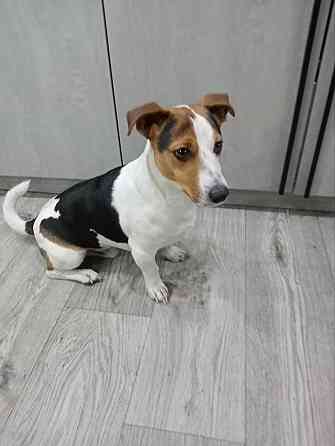 Джек Рассел Донецк