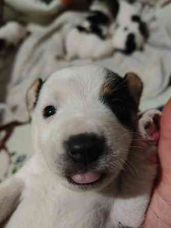 Джек Рассел Донецк