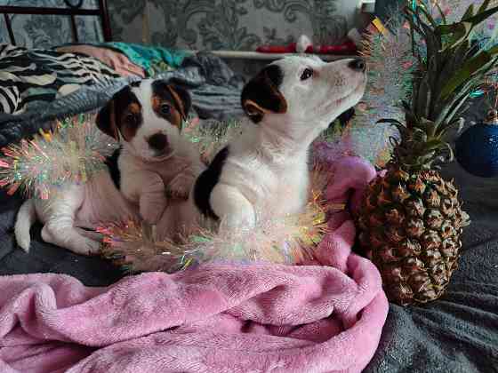 Джек Рассел Донецк