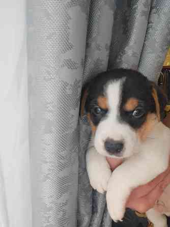 Джек Рассел Донецк