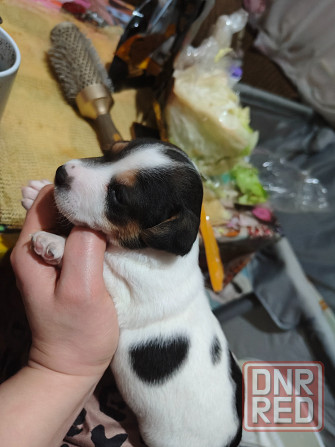 Джек Рассел Донецк - изображение 1