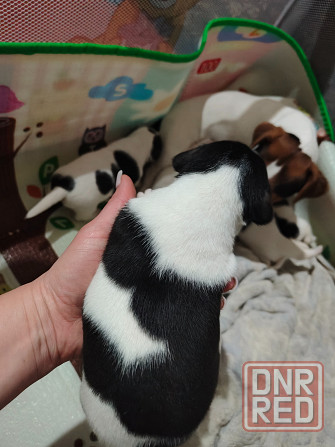 Джек Рассел Донецк - изображение 6