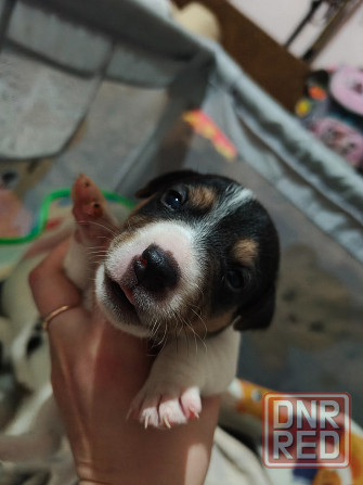 Джек Рассел Донецк - изображение 3