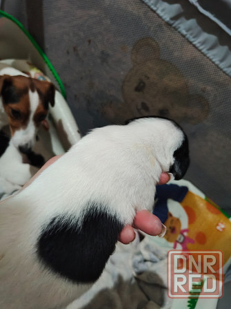 Джек Рассел Донецк - изображение 5