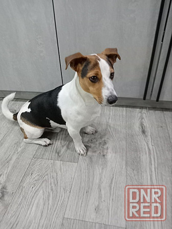 Джек Рассел Донецк - изображение 8