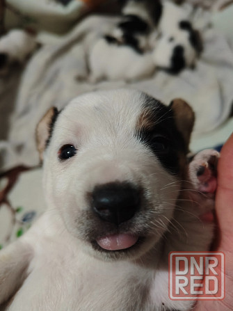 Джек Рассел Донецк - изображение 2