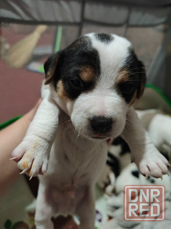 Джек Рассел Донецк - изображение 7