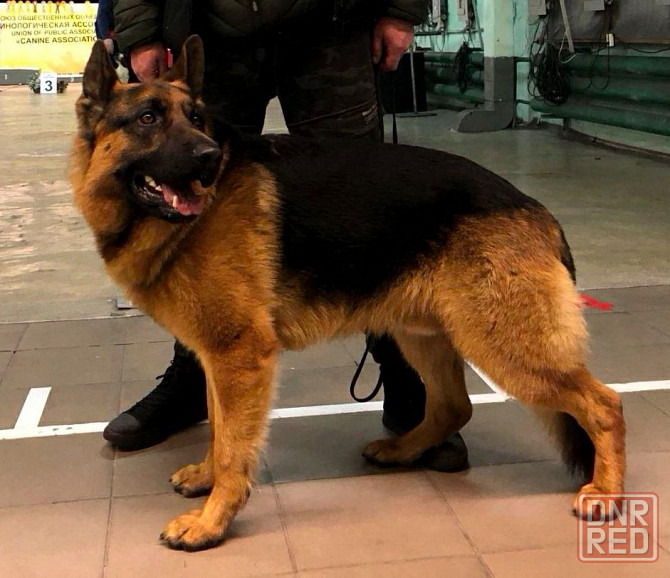 Щенки немецкой овчарки Донецк - изображение 3